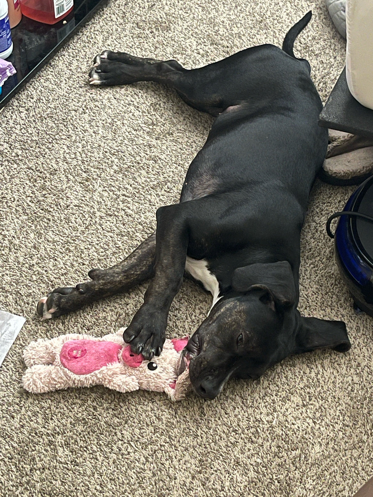Layla the dog relaxing on the carpet with her pink stuffed bunny toy
