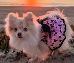 All Aflutter Pink & Black Dog Dress