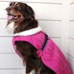 Alpine Tuf Terrain Dog Coat - Wild Raspberry