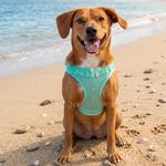 Choke Free Dog Harness Polka Dot Collection - Teal Polka Dot
