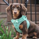 Choke Free Dog Harness Polka Dot Collection - Teal Polka Dot