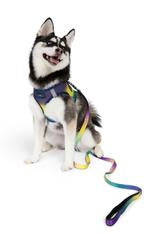 Ombre Leash - Cosmic Splash