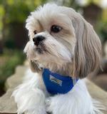 Solid Ultra Choke Free Dog Harness - Cobalt Blue