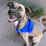 Solid Ultra Choke Free Dog Harness - Cobalt Blue
