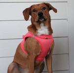 Solid Ultra Choke Free Dog Harness - Coral