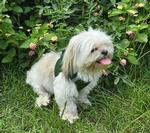 Solid Ultra Choke Free Dog Harness - Dark Forest Green