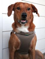Solid Ultra Choke Free Dog Harness - Fossil Brown