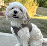 Solid Ultra Choke Free Dog Harness - Fossil Brown