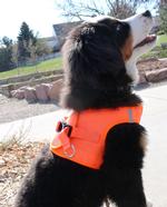 Solid Ultra Choke Free Dog Harness - Hunter Orange