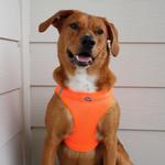 Solid Ultra Choke Free Dog Harness - Hunter Orange