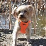 Solid Ultra Choke Free Dog Harness - Hunter Orange