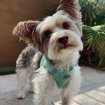 Solid Ultra Choke Free Dog Harness - Teal