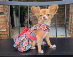 Blooming Blue and Peach Floral Dog Dress