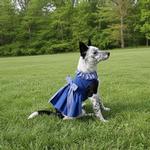 Blue Gingham Dog Dress with Matching Leash