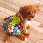 Blue Lagoon Hawaiian Hibiscus Dog Dress with Matching Leash