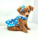 Blue Polka Dot Dog Dress with Matching Leash