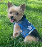 Cool Mesh Dog Harness with Leash - Catching Waves