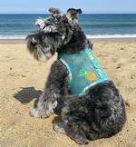 Cool Mesh Dog Harness with Leash - Pineapple Luau