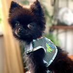 Cool Mesh Dog Harness with Leash - Surfboards and Palms