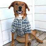 Flannel Dog Shirt - Gray and Blue Plaid