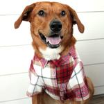 Flannel Dog Shirt - Red and White Plaid