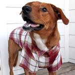 Flannel Dog Shirt - Red and White Plaid