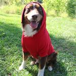 Flex-Fit Dog Hoodie - Red