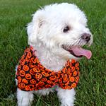 Halloween Camp Shirts - Halloween Jack-o-Lanterns