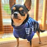Highline Fleece Dog Coat - Blue Plaid