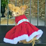 Holiday Dog Harness Dress - Red Velvet Sparkle