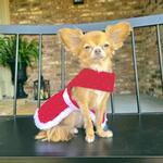 Holiday Dog Harness Dress - Red Velvet Sparkle