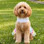 Ice Cream Cart Dress with Matching Leash