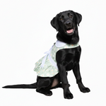 Mint Green Daisy Dog Dress with Matching Leash