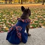 Navy Dog Dress with Plaid Ruffles