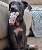 Non-Skid Dog Socks - Pink and White Hearts