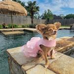 Pink Lace & Ruffles Dog Dress with Matching Leash