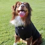 Solid Dog Polo - Jet Black