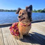 Tropical Sunset Dog Dress with Matching Leash