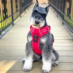 Venture Paw Pull Control Dog Harness - Crimson