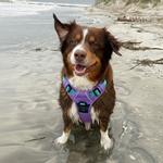 Venture Paw Pull Control Dog Harness - Mermaid Lilac