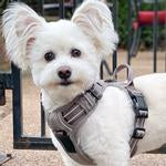 Venture Paw Pull Control Dog Harness - Dried Sage