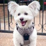 Venture Paw Pull Control Dog Harness - Dried Sage