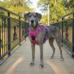 Venture Paw Pull Control Dog Harness - Sugar Rush Pink