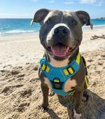 Venture Paw Pull Control Dog Harness - Sun Chaser Blue