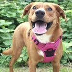 Venture Paw Pull Control Dog Harness - Wild Raspberry