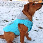 Weekender Dog Sweatshirt Hoodie - Light Blue