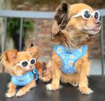 Wrap and Snap Choke Free Dog Harness - Blue Daisy