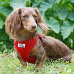 Wrap and Snap Choke Free Dog Harness - Flame Red