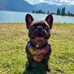 Wrap and Snap Choke Free Dog Harness - Sunset Hibiscus