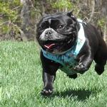 Wrap and Snap Choke Free Dog Harness - Surfboards and Palms